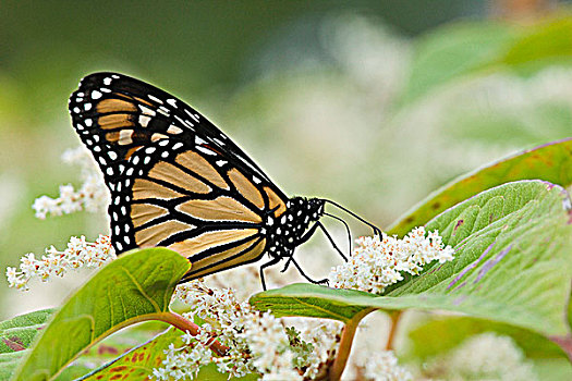 黑脉金斑蝶,秋天,迁徙,靠近,安大略省,加拿大