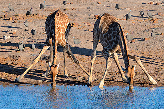 安哥拉,长颈鹿,喝,水潭,吐绶鸡,背影,埃托沙国家公园,纳米比亚,非洲