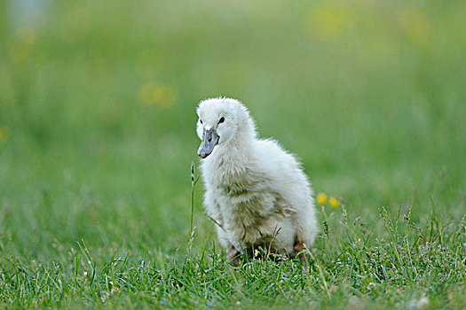 哑天鹅,疣鼻天鹅,鸡,在草甸,巴伐利亚,德国