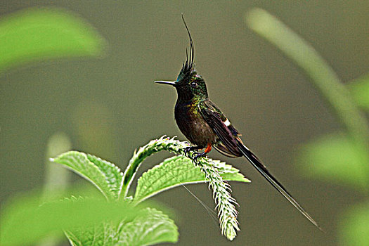 栖息,花,靠近,国家公园,东南部,厄瓜多尔