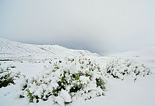 新疆,帕米尔高原,休闲,雪地,树