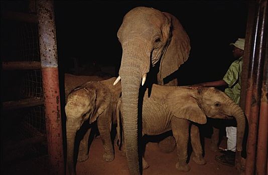 非洲象,孤儿,问候,日出,第一,早晨,查沃,东察沃国家公园,肯尼亚