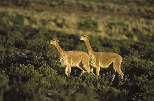 小羊驼,野生,安第斯,强势,姿势,南美大草原,自然保护区,秘鲁