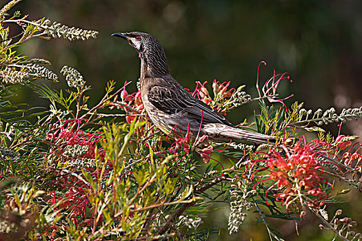 红色,丝绸,橡树,银桦属,花,西澳大利亚州,澳大利亚