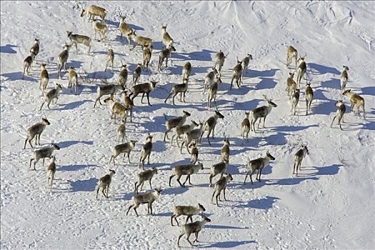 北美驯鹿,驯鹿属,牧群,瓦普斯克国家公园,加拿大