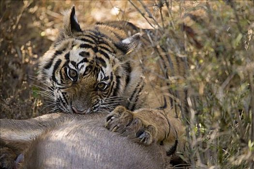 孟加拉虎,虎,幼小,水鹿,杀,班德哈维夫国家公园,中央邦,印度