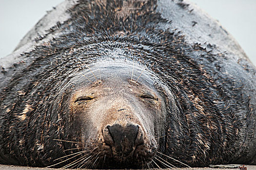 灰海豹,雄性动物,睡觉,石荷州,德国,欧洲
