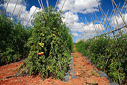 西红柿,种植园,伊比沙岛,西班牙,欧洲