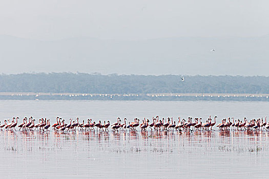 火烈鸟,湖,肯尼亚,非洲