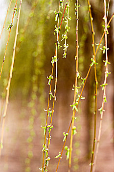 春天嫩绿的垂柳