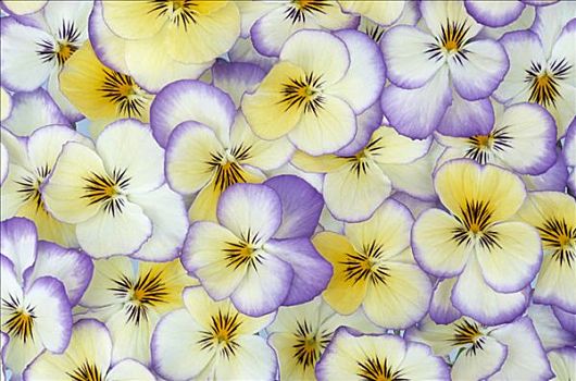 紫罗兰,堇菜属,花,白色,黄色,紫色,欧洲,北美