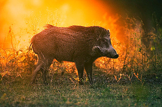 野猪,班德哈维夫国家公园,中央邦,印度