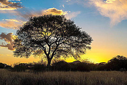 树,剪影,太阳,黄昏,纳米比亚
