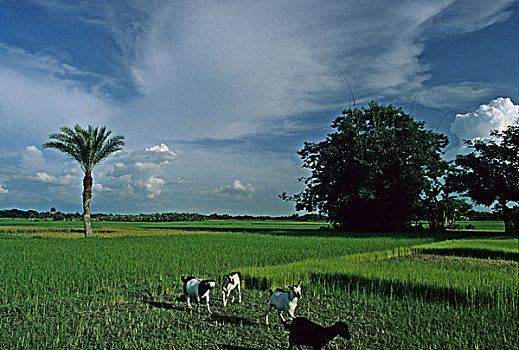 稻米,主食,饮食,孟加拉,杂交品种,高,品种,山羊,稻田