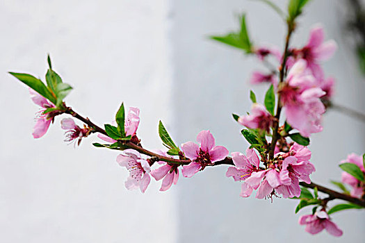特写,粉色,盛开,樱桃树,枝条,正面,白色,石灰石,墙壁