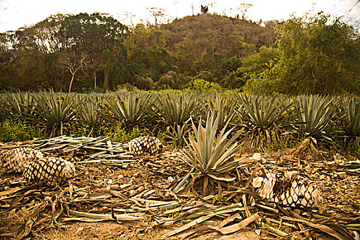 龙舌兰,农场,酿酒厂,靠近,玛扎特兰,墨西哥