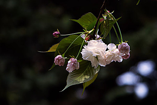 櫻花、爛漫櫻花