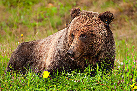 大灰熊,棕熊,休息,土地,弓形谷,大路,班芙国家公园,艾伯塔省,加拿大