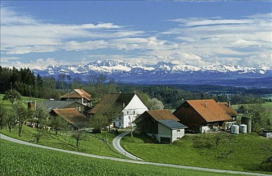 特色,农场,苏黎世,高地,正面,阿尔卑斯山,瑞士,欧洲