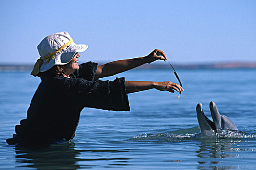宽吻海豚,玩,游客,西澳大利亚州