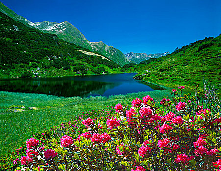 高山,玫瑰,提洛尔,奥地利