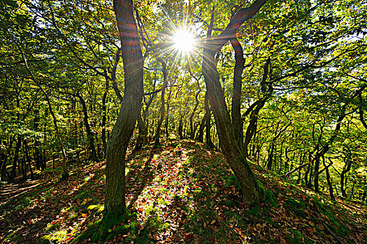树林,太阳,莱茵兰普法尔茨州,德国