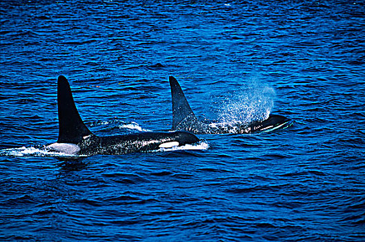 约翰斯顿海峡,雄性,逆戟鲸,温哥华岛,不列颠哥伦比亚省,加拿大