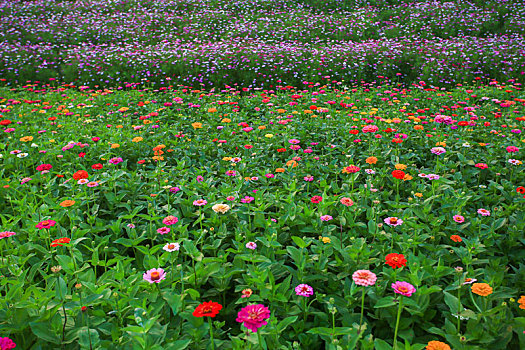 格桑花,波斯菊