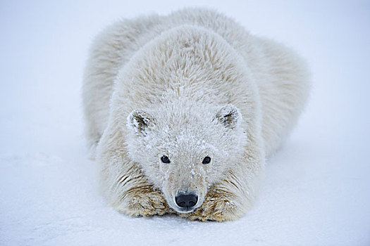 特写,北极熊,休息,浮冰,区域,北极圈,国家野生动植物保护区,北极,阿拉斯加,秋天