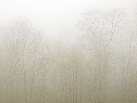 美国,北卡罗来纳,蓝脊公园大道,树,雾