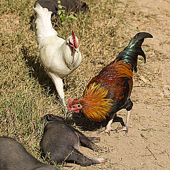 猪,公鸡,农场,禁止,琅勃拉邦,老挝