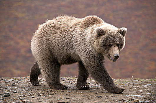 不成熟,野生,大灰熊,多彩,德纳里峰国家公园,阿拉斯加,棕熊