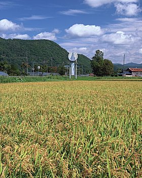 稻米,乡村地区