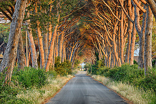 道路,排列,松树,日出,托斯卡纳,意大利