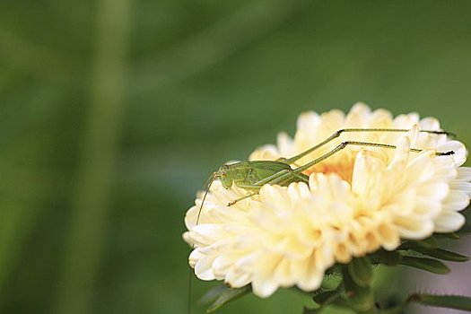 蝗虫,花