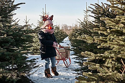 女孩,圣诞树,树林,拉拽,礼物,雪橇,头像