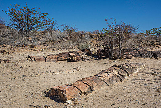 石化,树干,树林,国家纪念建筑,区域,纳米比亚,非洲