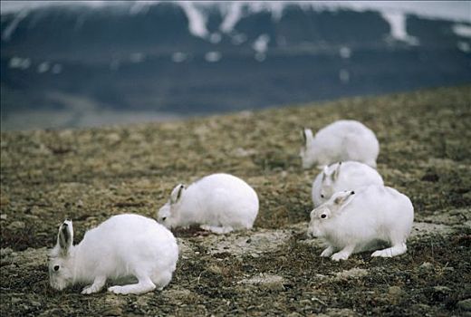 北极兔,兔属,苔原,植被,艾利斯摩尔岛,加拿大