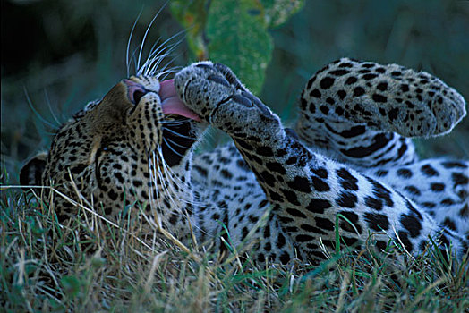 非洲,肯尼亚,马塞马拉野生动物保护区,成年,女性,豹,打理,荫凉,早晨