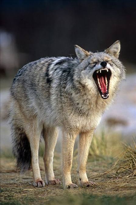 丛林狼_哈欠_打盹_阿拉斯加野生动物保护中心_阿拉斯加_秋天_俘获