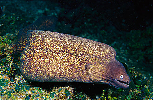 海鳗,裸胸鳝属,所罗门群岛