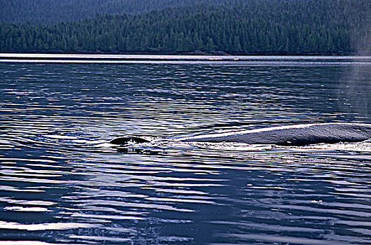驼背鲸,工作,水道,不列颠哥伦比亚省,加拿大