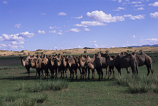 中心,蒙古,靠近,山峦,巴克特里亚,骆驼