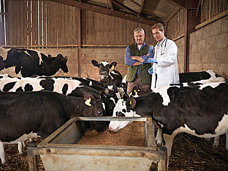 农民,兽医,母牛