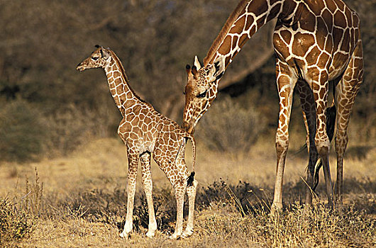网纹长颈鹿,长颈鹿,幼兽,公园,肯尼亚