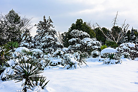 园林雪景