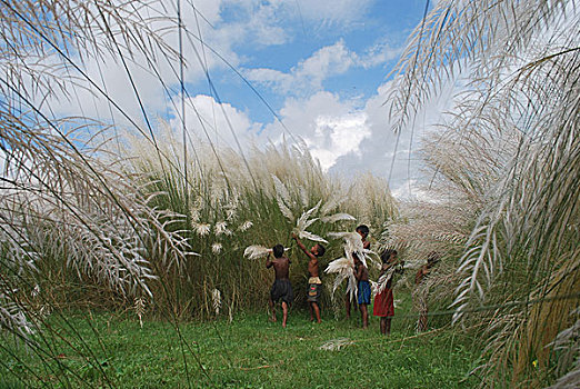 柔荑花,花,河,乡村,区域,孟加拉,十月,2009年