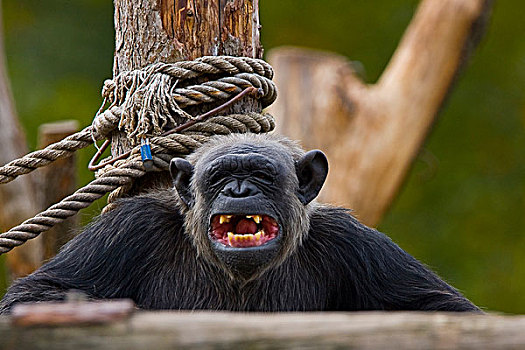 黑猩猩,类人猿,叫,肖像
