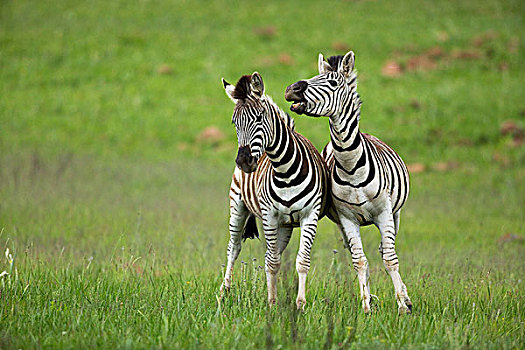 斑马,自然保护区,南非