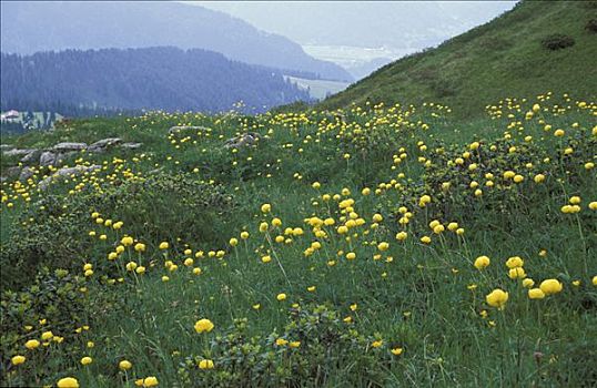 草地,地球,花,阿尔卑斯山